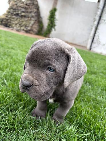 cane corso yavru: Kane-Korso, 2 ay, Erkək, Peyvəndli — 2