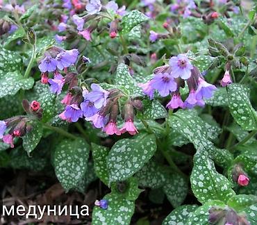 Другие виды семян и саженцев: Все растения что на фото, есть в наличии — 22