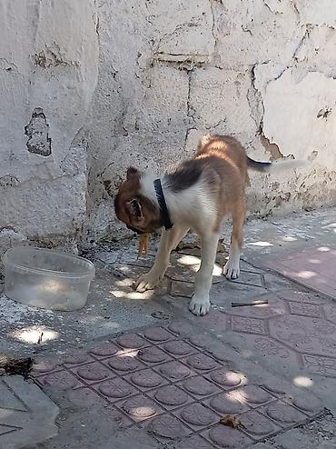 həyət iti: 1 ay, Erkək, Cütləşmə üçün, Ünvandan götürmə — 2