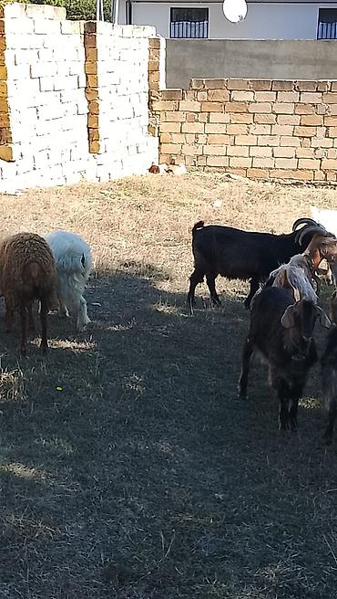 Keçilər, çəpişlər: Salam 27 baş heyvan 2 dişi toğlu 1 qoç 11 baş ana keçi 12 baş dişi — 8