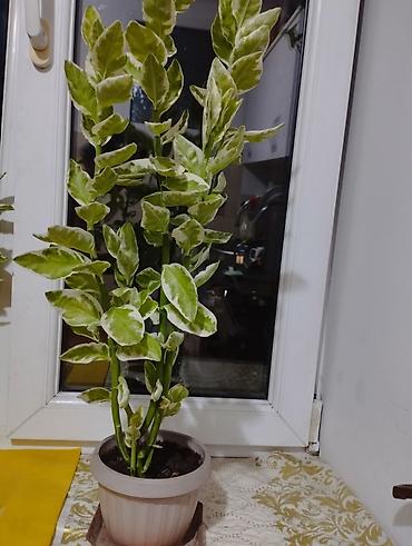 Декоративное комнатное растение в горшке – пестролистный куст с at lalafo.kg Декоративное комнатное растение в горшке – пестролистный куст с