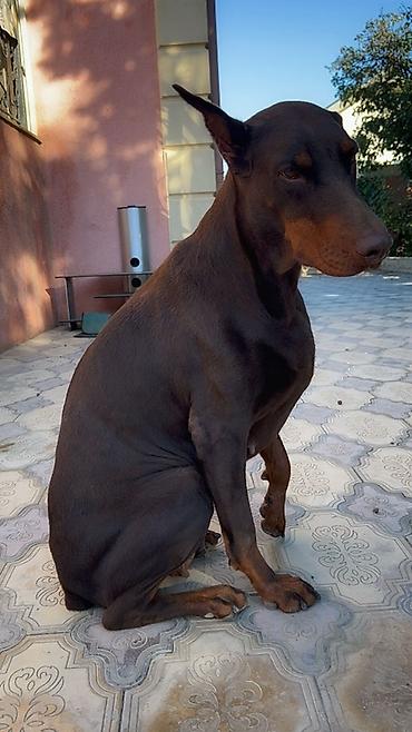 itlerin satisi 2018: Doberman, 3 il, Dişi, Peyvəndli — 2