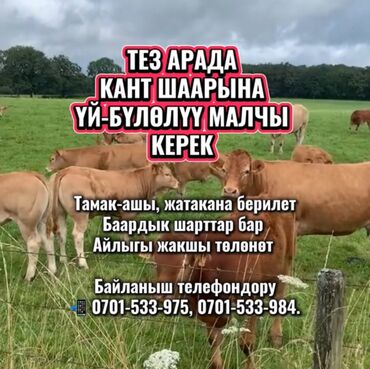 помощницу по дому: Талап кылынат Малчы, Төлөм Келишим түрдө, Окутуу