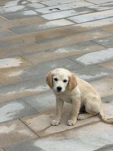 tük töken: Retriever, 3 ay, Erkək, Peyvəndli, Pulsuz çatdırılma — 3