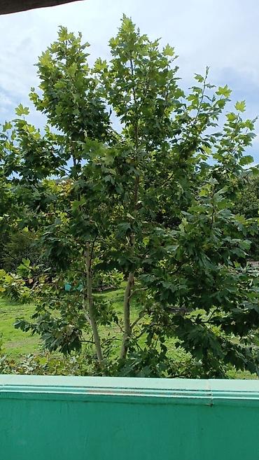 torpaq mingecevir: 200 sot, Tikinti, Mülkiyyətçi, Kupça (Çıxarış) — 2