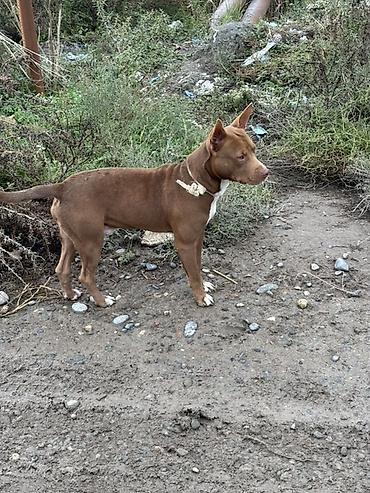 pisik etibarli əllərə: Pitbul, Erkək — 2