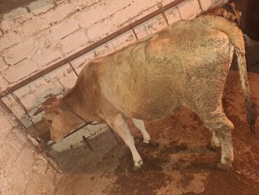 Inəklər, öküzlər: .qisir ineyler 2 de kokdu — 3