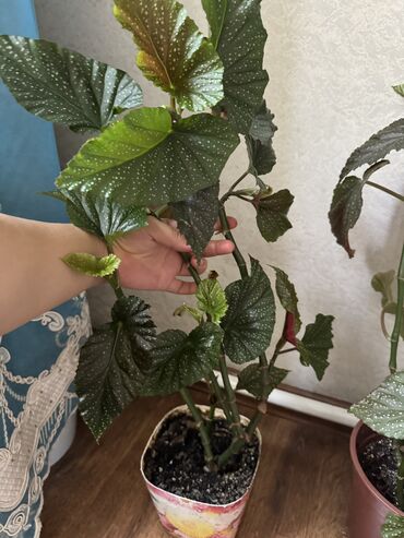 Другие комнатные растения: Гузмания абутилон оранжевый,каланхое розовый махровый,амазонская — 12