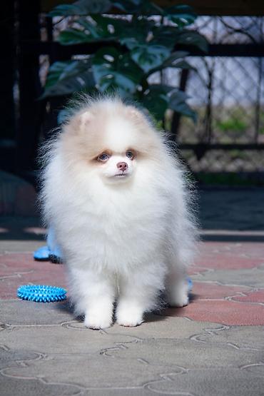 Продажа собак: Шпиц, 5 месяцев, Самец — 19