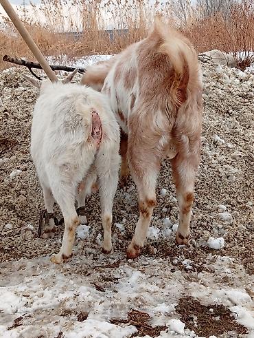 Козы, козлы: Продаю | Коза (самка) | Для разведения — 9