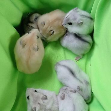 Хомяки: Продаются хомячки джунгарские, сирийские, ангорские пушистые хомячки — 7