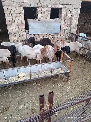 кролик баран: Продаю | Баран (самец) | Арашан | Для разведения — 4