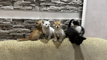 кот сфинкс: Кошка даром: Беспородная, 1 месяц, Девочка, Приучена к лотку