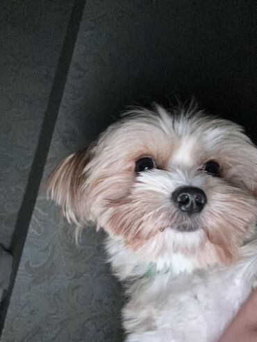 İtlər: Malta bolonka, 2 il, Erkek, Cütləşmə üçün — 12