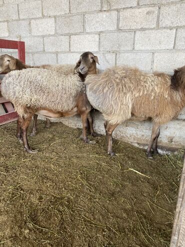 декаративный кролик: Сатам | Ургаачы кой (ургаачы) | Көбөйтүү үчүн | Ургаачы