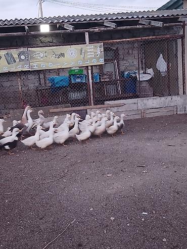 qaz ördek: Salam təcili pekin ördeyi satilir 250 ədəd qalib ünvan binə atçiliq — 1