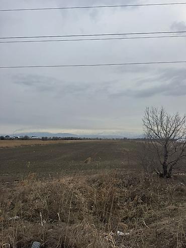 Продажа участков: 430 соток, Для сельского хозяйства, Договор купли-продажи — 6