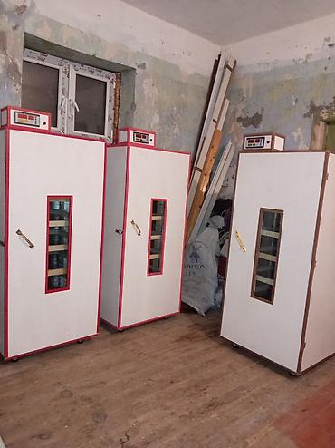 inkubator satilir: İnkubator 1000 yumurtalıq zakasla yigilir tam afdamat isdeyeyir unvan — 1