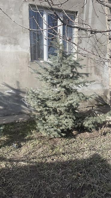 3 3: 3 штук 13000 мин сом — 2