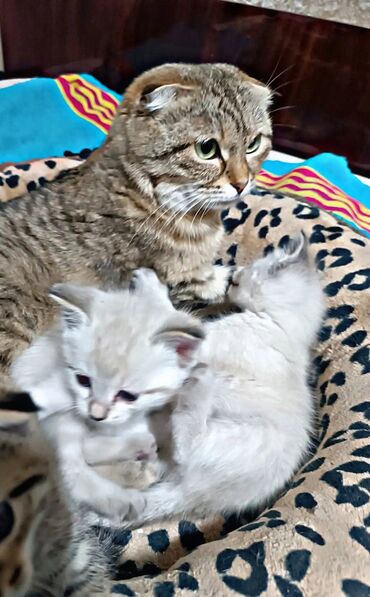 кот вислоухий: Котята "Скоттиш фолд и скоттиш страйт(Шотландская веслоухая и