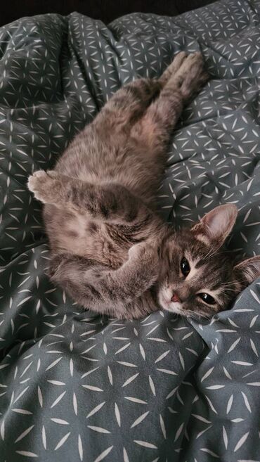 Pişiklər: Dişi, Yaxşı əllərə, Pulsuz çatdırılma — 6