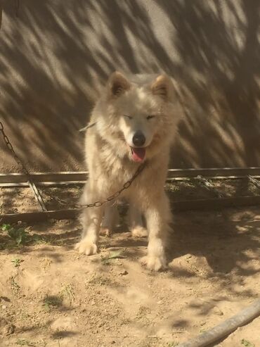 İtlər: Samoyed, 1 il, Dişi, Peyvəndli, Ünvandan götürmə