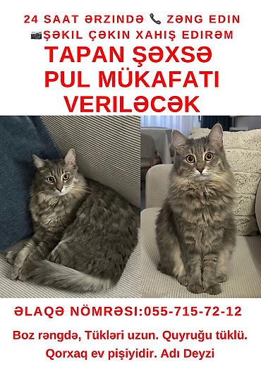 pişik itib: Dişi — 1