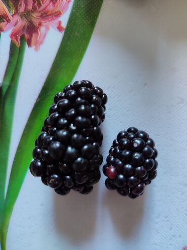 Фрукты и ягоды: Лохнесс. Саженцы безшипной ежевики (ежемалины). Сорт урожайный — 5