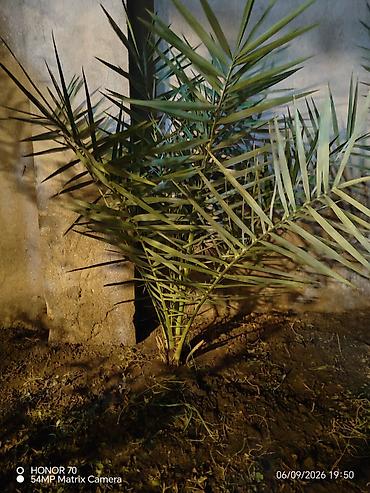 şaxta gülü bitkisi: Xurma palması fidanları - Növ: Xurma (Phoenix dactylifera tipli — 4