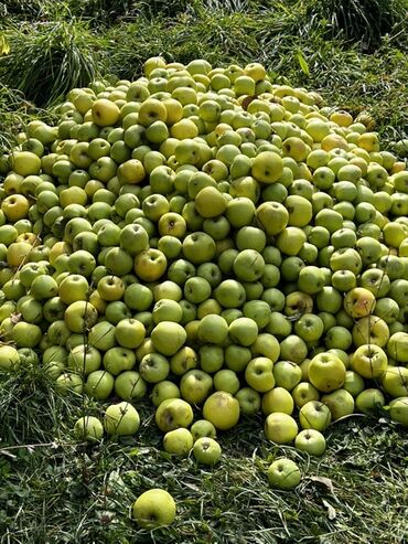 эмеректер бу: Сок сок сок! Продаю яблоки Голден очень сладкие, и вкусные на сок кг