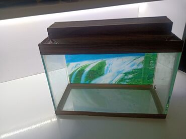 Кошки: Şüşə akvarium – dekorativ qapaqlı model - Material: şəffaf şüşə