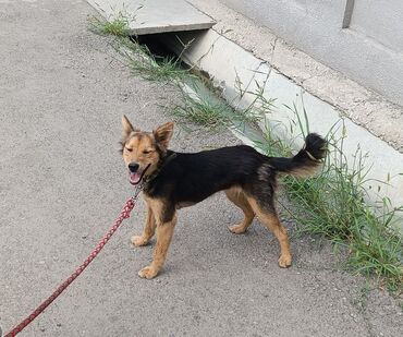 вислоухие котята даром: Собака даром: Дворняжка, 6 месяцев, Самка, С прививкой