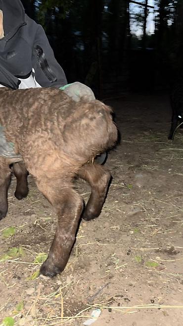 Баран, овца: Продаю | Овца (самка), Ягненок, Баран (самец) | Арашан | Для разведения — 12