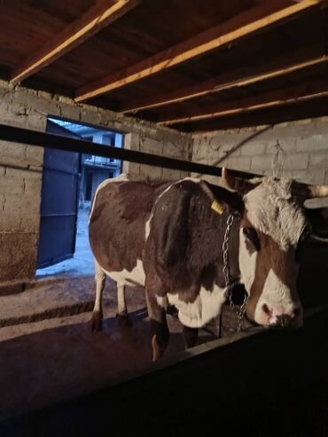 собака доберман сколько стоит: Продаю | Корова (самка) | Симментальская | Для молока | Привязанные