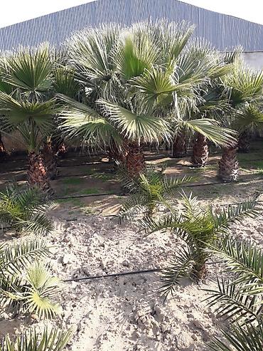 pustə ağacı satılır: Palma ağacları 5-6 illik dibçəydə və yerdə olanları var dibçəydə — 4
