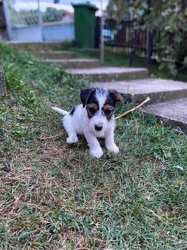 Psi: Jack Russell terijer štenci Na prodaju 4 ženkice Jack Russell — 12