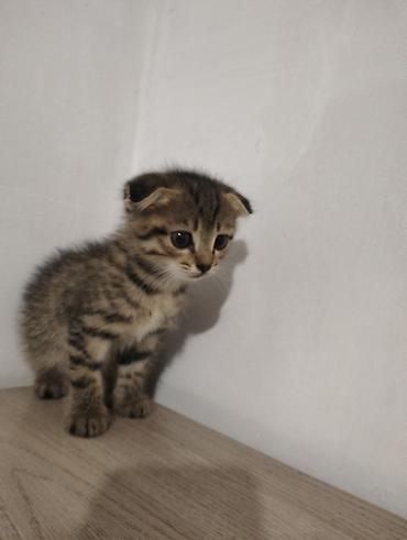 кошка пушистая: Скотиш Фолд (Шотландская вислоухая), 2 месяца, Девочка, Приучена к лотку — 6