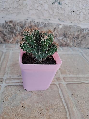 xoruz otu bitkisi: Mini kaktus – çoxgövdəli, tikanlı, dekorativ sukulent. - Qab: kvadrat — 1