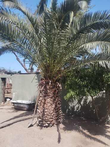 palma ağacı qiyməti: Salam 5 dene Palma Ağaci Satılır 3 Böyukdur 2 si Bularadan Biraz