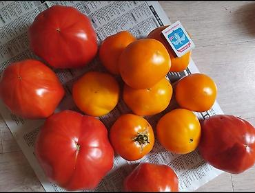 Томат: Семена помидор жёлтые красные. находится в Пригородном.( не для поля — 7