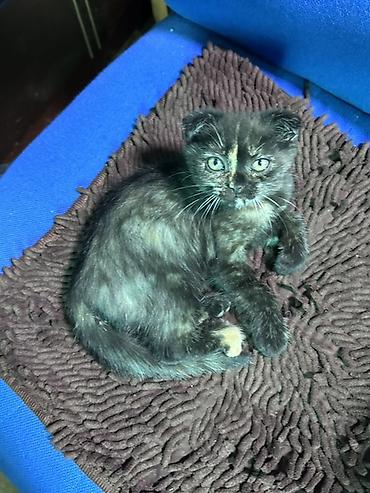 кошки бишкек купить: 🐾 Продаётся шотландский котёнок 🐱 Очень милый, ласковый и красивый — 1