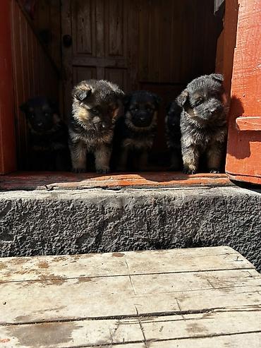 Продажа собак: Немецкая овчарка, классический черно‑рыжий окрас. Плотный подшерсток — 11