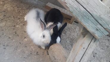 Toyuqlar: Ikiside erkekdir. yerli ve angorka. ikiside cute gedir.erkey coxdur