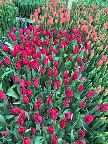 Букеты из живых цветов: ‼️‼️‼️‼️ успейте заказывать тюльпаны по оптовой цене Ассортимент: - — 8