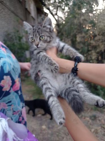 кисы: Кошка даром: Беспородная, 2 месяца, Девочка — 7