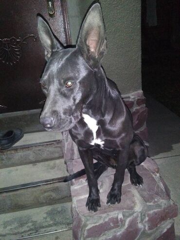 хатико собака: Питбуль, 1 год, Самка