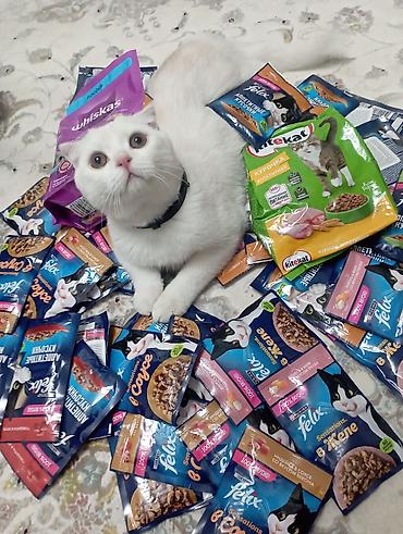 Продажа кошек: Скотиш Фолд (Шотландская вислоухая), 6 месяцев, Мальчик, Белый, С прививками — 3