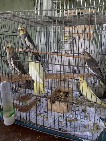 kreditle heyvan satisi: Nimfa tutuquşuları (cockatiel) – baladir istesez hazir cutde var 1 — 4