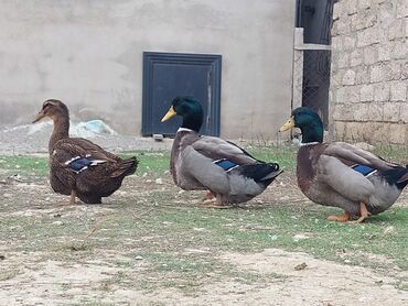 Ördəklər: 1 cüt Orginal Qan Ruan ördəyi tam sağlam aktiv ördəylərdi 6 — 3