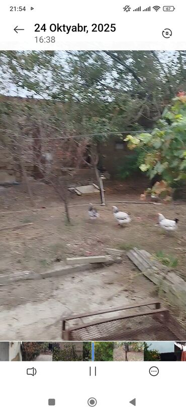 Həyət evləri və villaların satışı: 3 otaqlı, 90 kv. m — 9